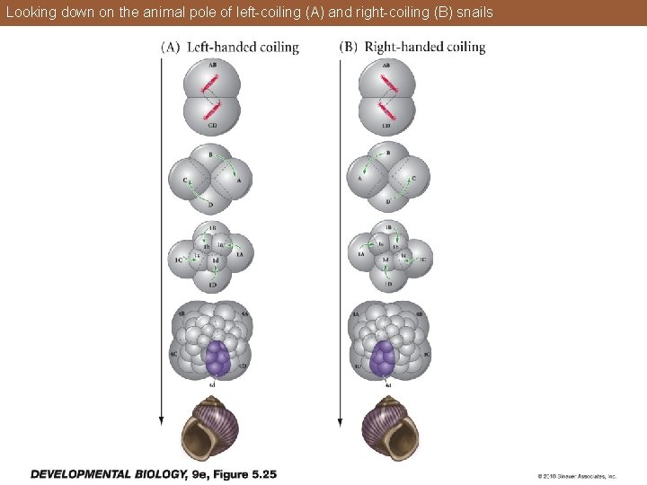 Looking down on the animal pole of left-coiling (A) and right-coiling (B) snails 