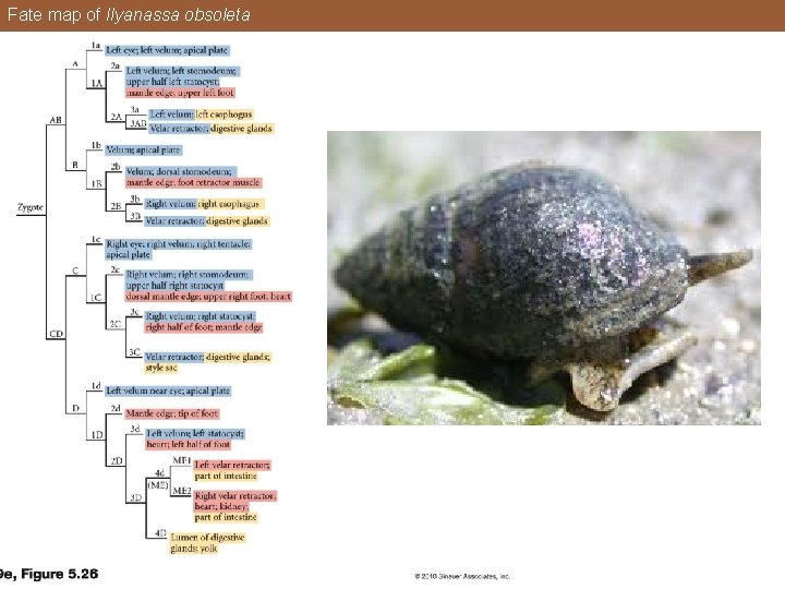 Fate map of Ilyanassa obsoleta 