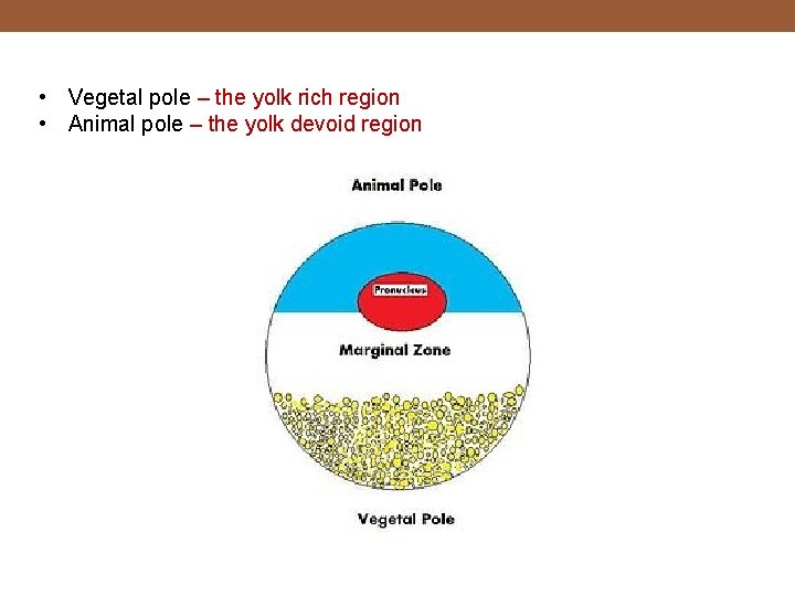  • Vegetal pole – the yolk rich region • Animal pole – the