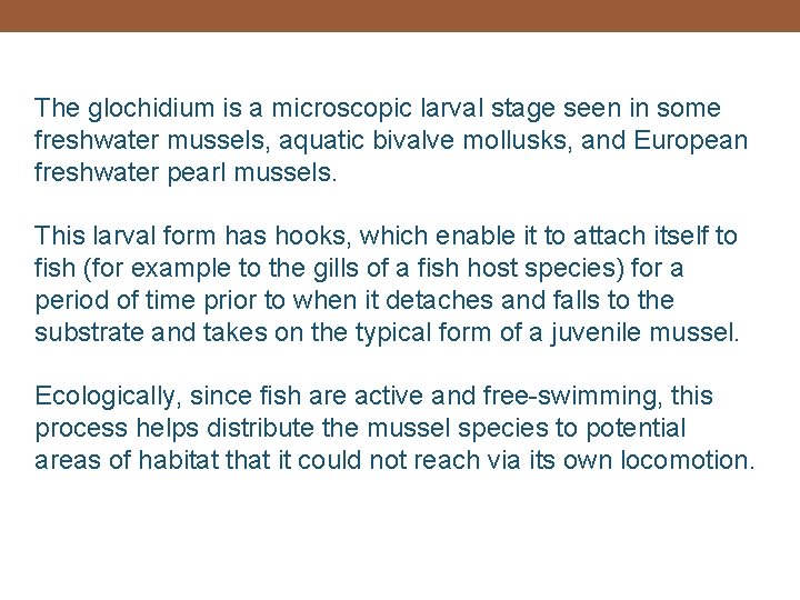 The glochidium is a microscopic larval stage seen in some freshwater mussels, aquatic bivalve