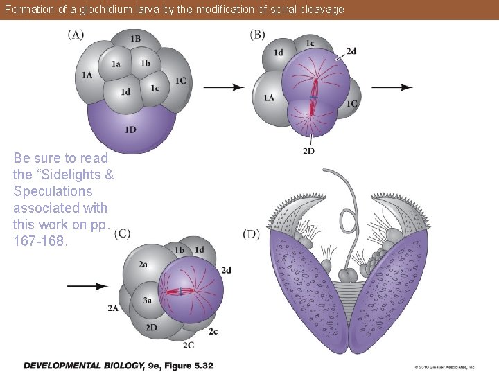 Formation of a glochidium larva by the modification of spiral cleavage Be sure to