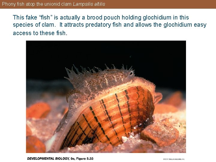 Phony fish atop the unionid clam Lampsilis altilis This fake “fish” is actually a