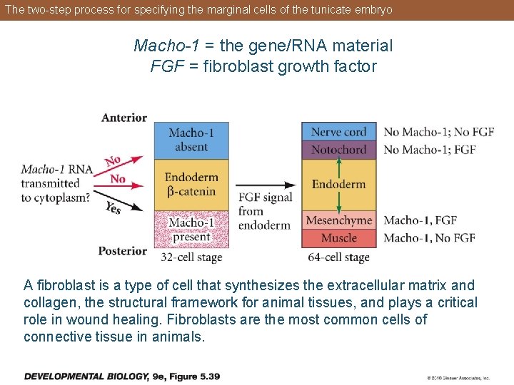 The two-step process for specifying the marginal cells of the tunicate embryo Macho-1 =