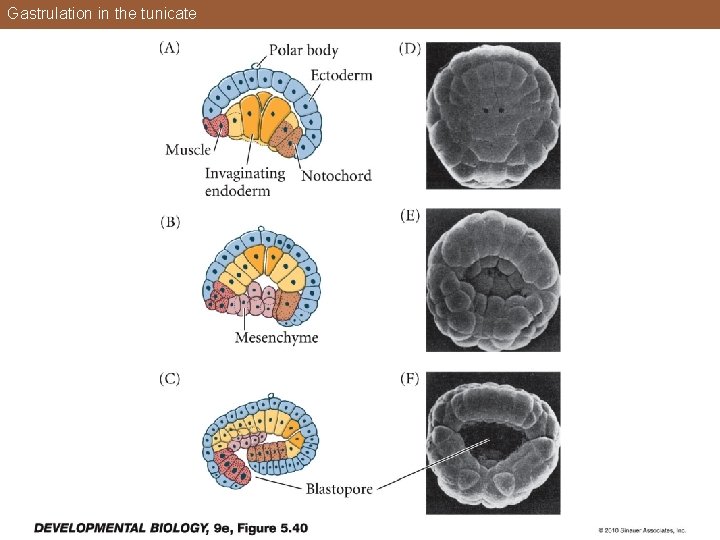 Gastrulation in the tunicate 