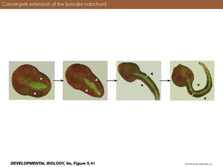 Convergent extension of the tunicate notochord 