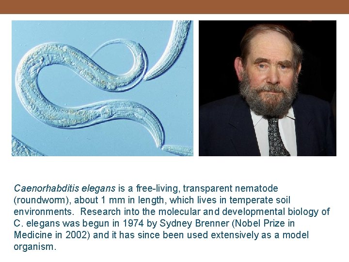 Caenorhabditis elegans is a free-living, transparent nematode (roundworm), about 1 mm in length, which