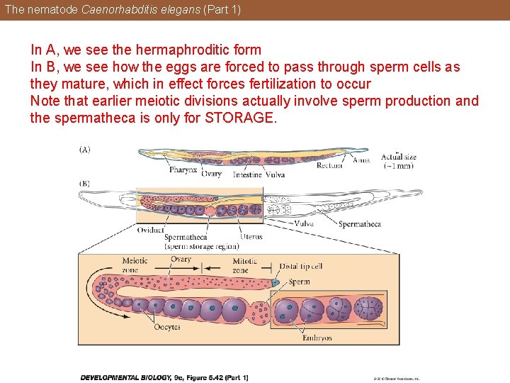 The nematode Caenorhabditis elegans (Part 1) In A, we see the hermaphroditic form In