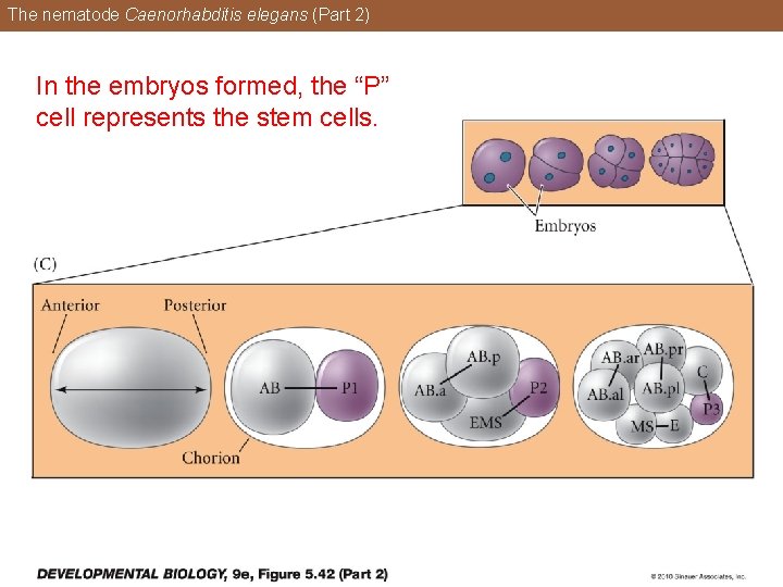 The nematode Caenorhabditis elegans (Part 2) In the embryos formed, the “P” cell represents