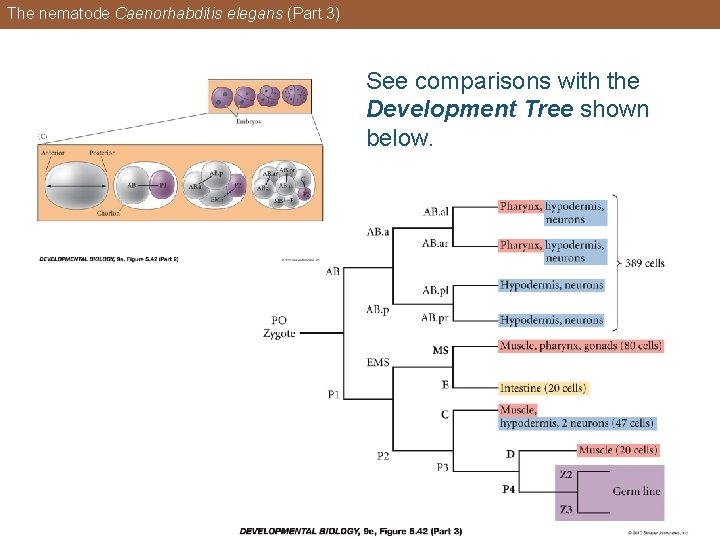 The nematode Caenorhabditis elegans (Part 3) See comparisons with the Development Tree shown below.