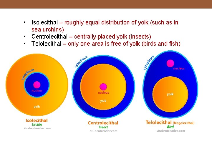  • Isolecithal – roughly equal distribution of yolk (such as in sea urchins)
