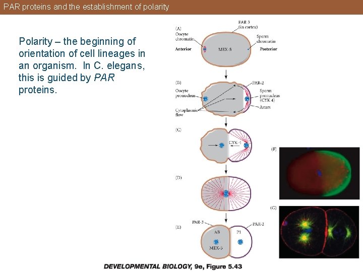 PAR proteins and the establishment of polarity Polarity – the beginning of orientation of