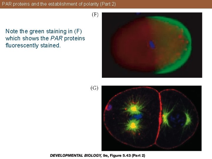 PAR proteins and the establishment of polarity (Part 2) Note the green staining in