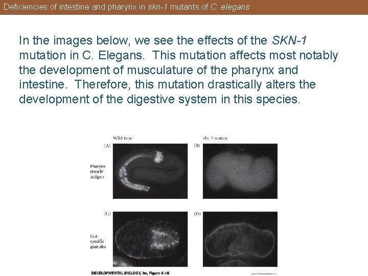 Deficiencies of intestine and pharynx in skn-1 mutants of C. elegans In the images