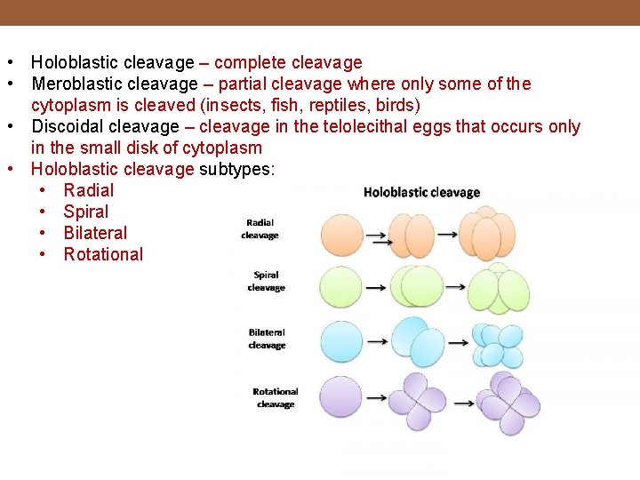  • Holoblastic cleavage – complete cleavage • Meroblastic cleavage – partial cleavage where