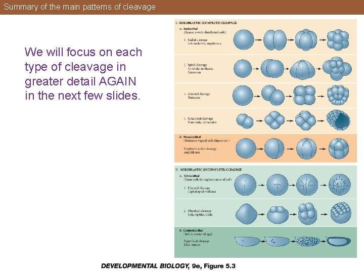 Summary of the main patterns of cleavage We will focus on each type of