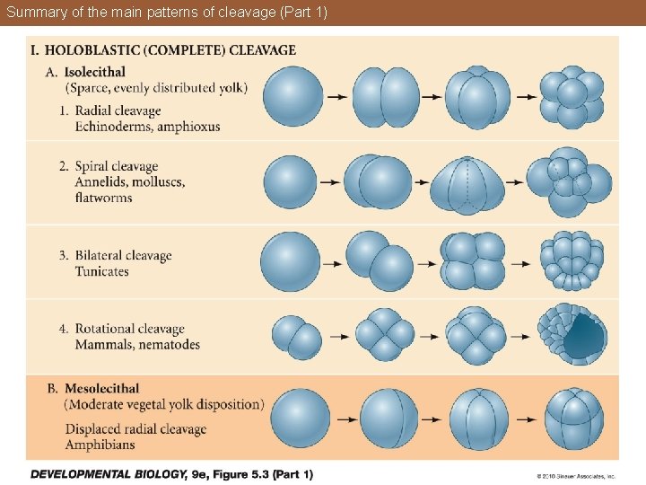 Summary of the main patterns of cleavage (Part 1) 