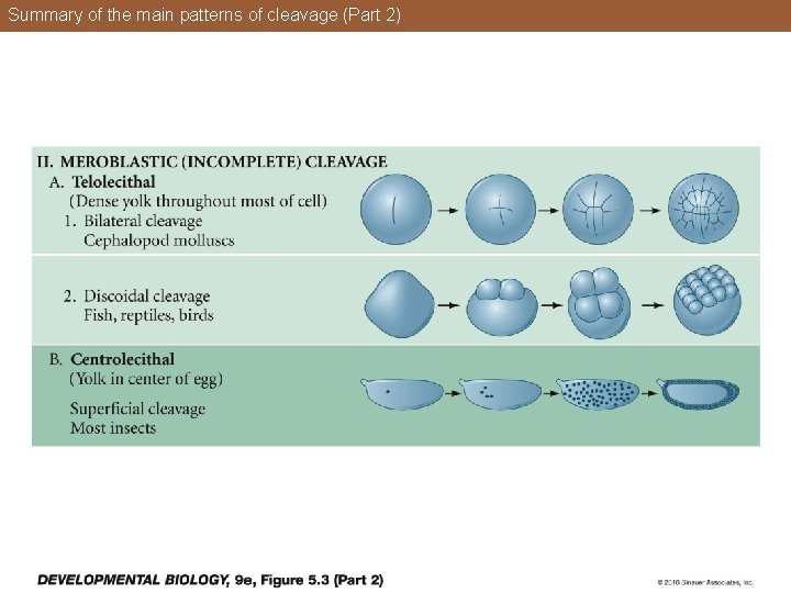 Summary of the main patterns of cleavage (Part 2) 