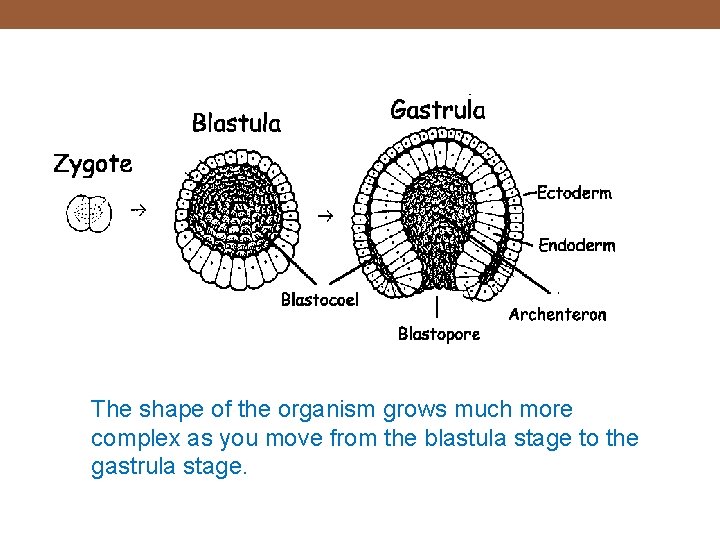 The shape of the organism grows much more complex as you move from the