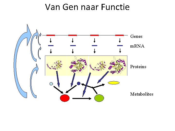 Van Gen naar Functie Genes m. RNA Proteins TERTIARY STRUCTURE (fold) Metabolites 