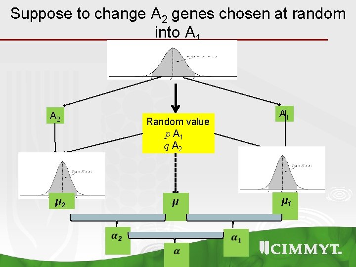 Suppose to change A 2 genes chosen at random into A 1 A 2