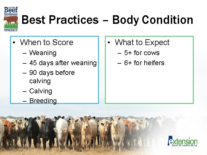 Best Practices – Body Condition • When to Score – Weaning – 45 days