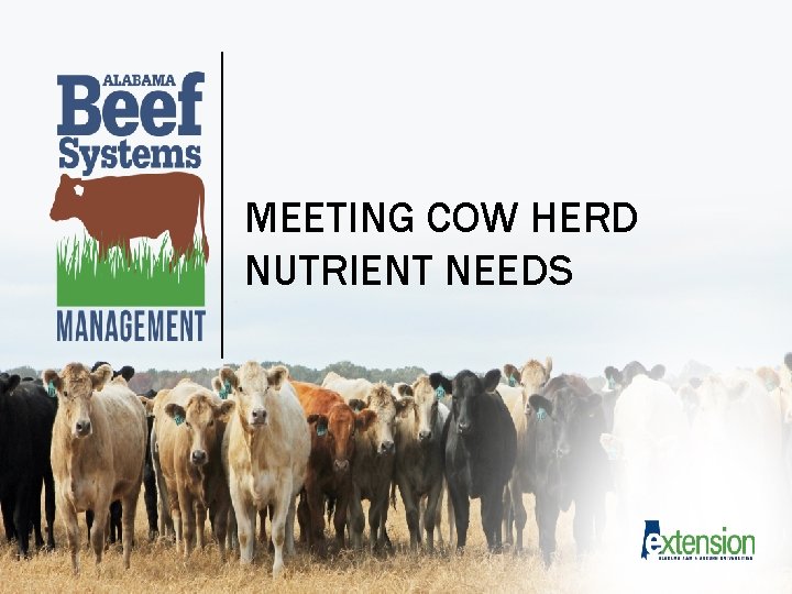 MEETING COW HERD NUTRIENT NEEDS 