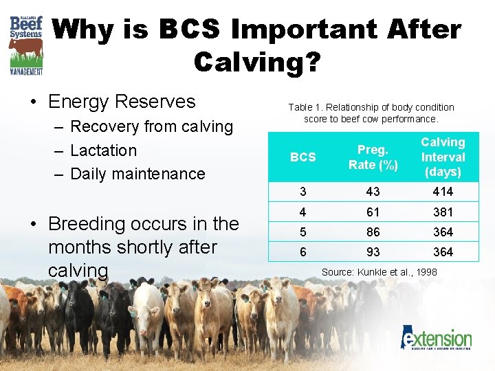 Why is BCS Important After Calving? • Energy Reserves – Recovery from calving –