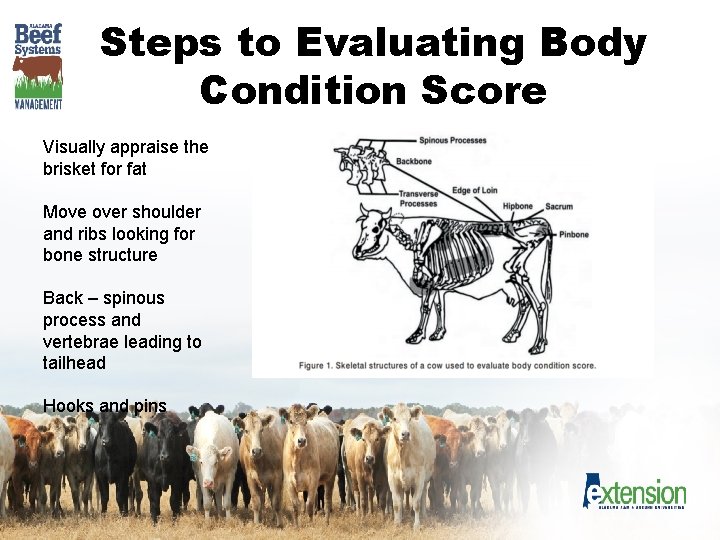 Steps to Evaluating Body Condition Score Visually appraise the brisket for fat Move over