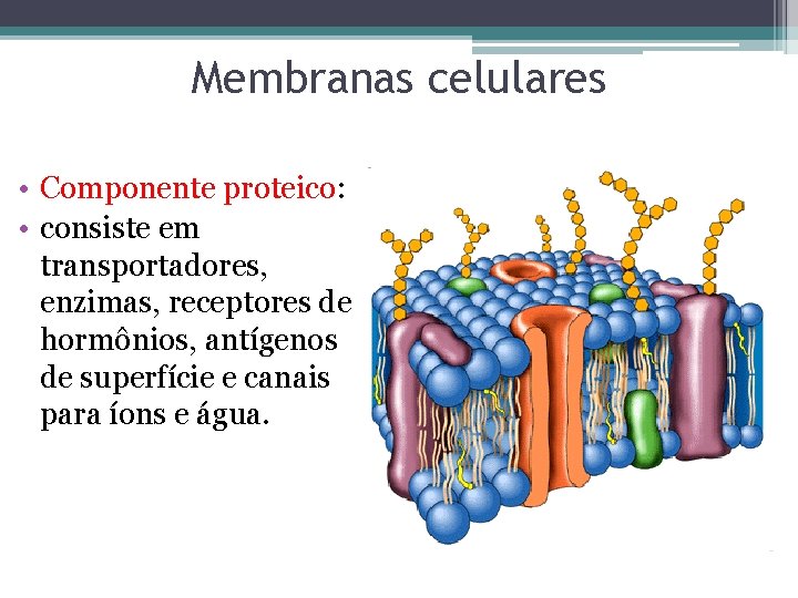 Membranas celulares • Componente proteico: • consiste em transportadores, enzimas, receptores de hormônios, antígenos