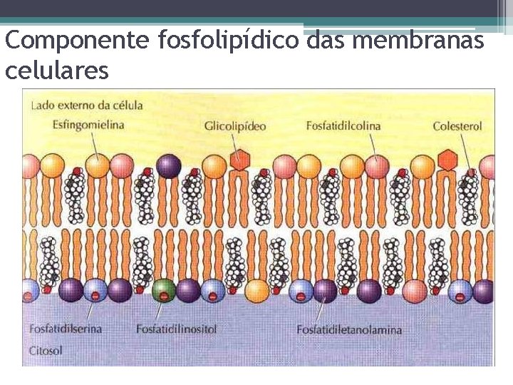 Componente fosfolipídico das membranas celulares 