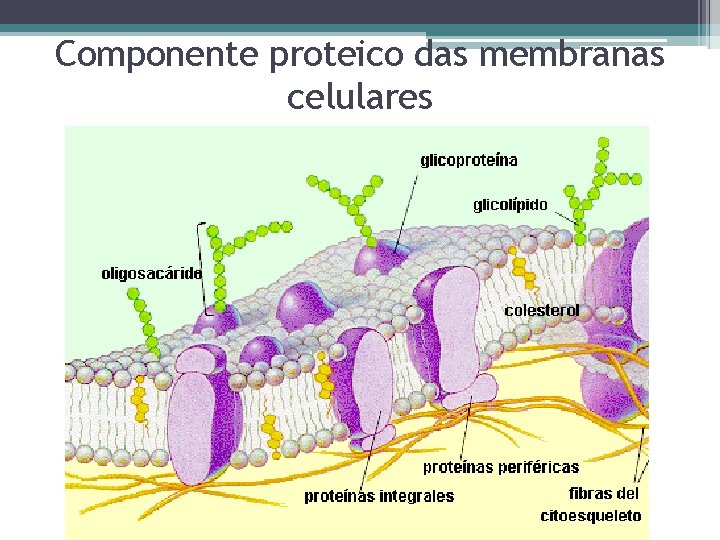 Componente proteico das membranas celulares 