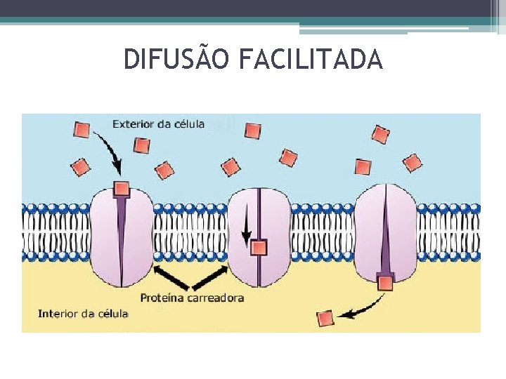 DIFUSÃO FACILITADA 