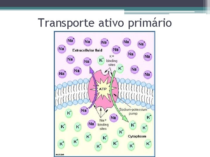 Transporte ativo primário 