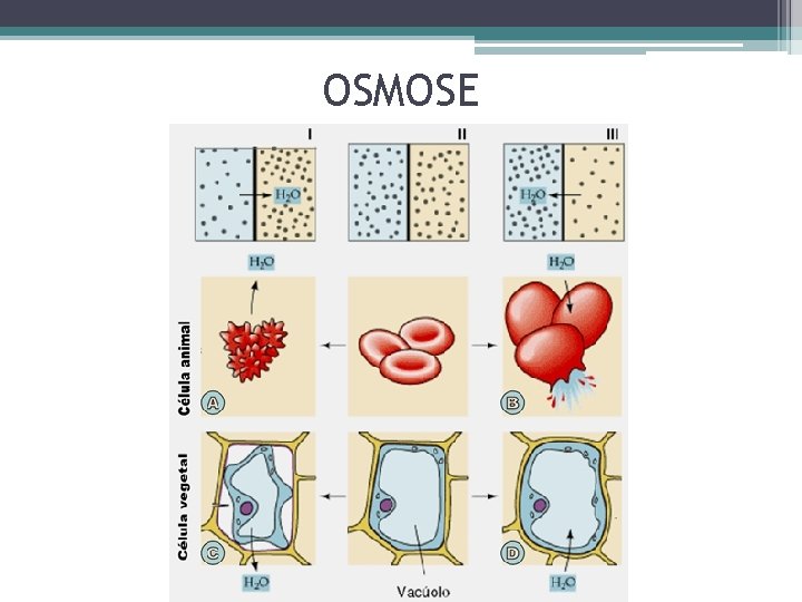 OSMOSE 