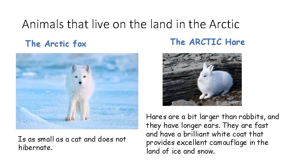 Animals that live on the land in the Arctic The Arctic fox Is as