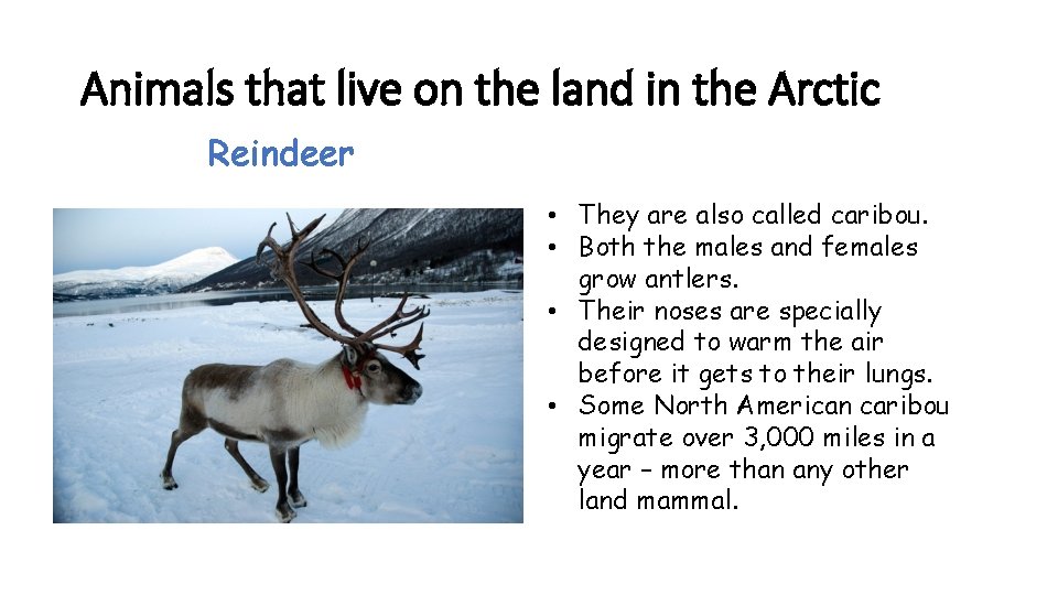 Animals that live on the land in the Arctic Reindeer • They are also