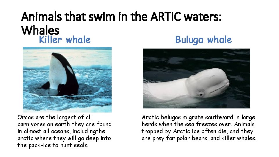Animals that swim in the ARTIC waters: Whales Killer whale Orcas are the largest