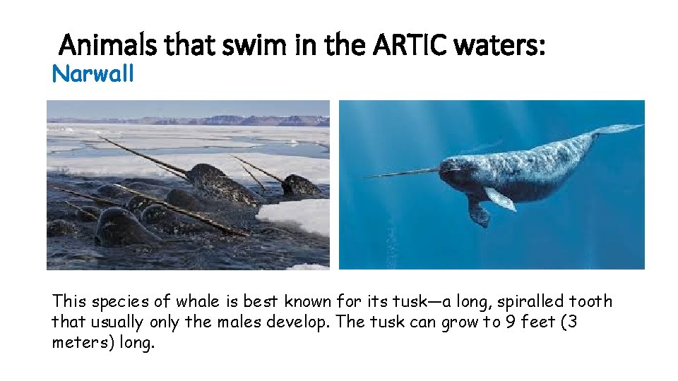 Animals that swim in the ARTIC waters: Narwall This species of whale is best