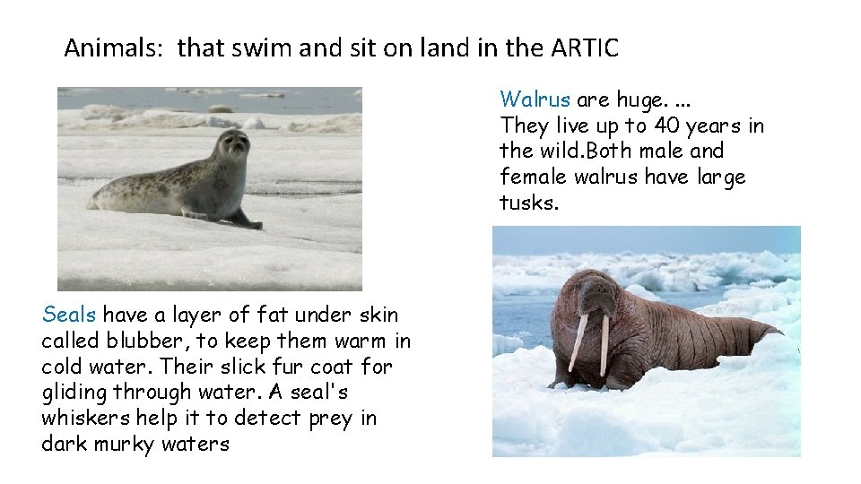 Animals: that swim and sit on land in the ARTIC Walrus are huge. .