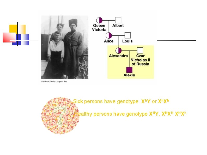 Sick persons have genotype Xh. Y or Xh. Xh Healthy persons have genotype XHY,