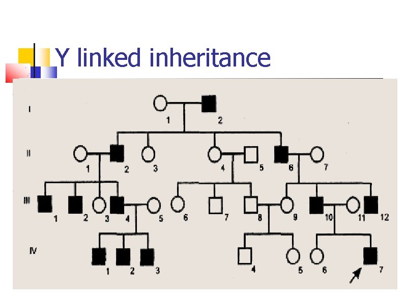 Y linked inheritance 