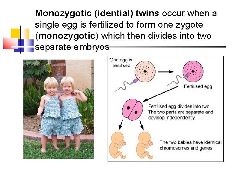 Monozygotic twins, frequently referred to as identical twins, Monozygotic (idential) twins occur when a