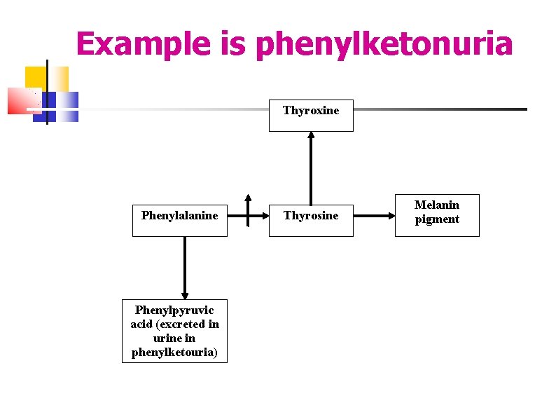 Example is phenylketonuria Thyroxine Phenylalanine Phenylpyruvic acid (excreted in urine in phenylketouria) Thyrosine Melanin