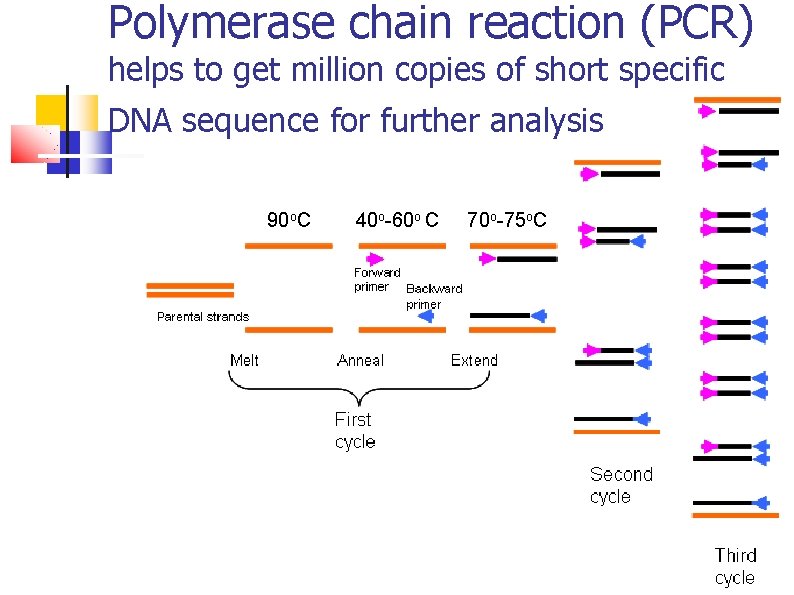 Polymerase chain reaction (PCR) helps to get million copies of short specific DNA sequence