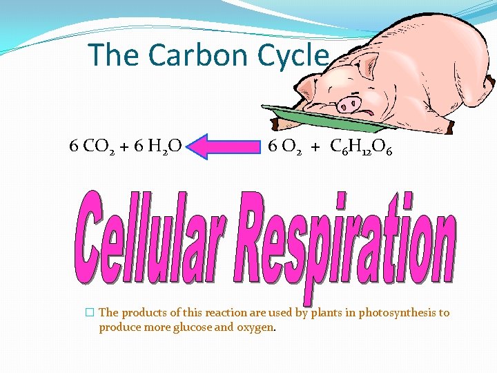 The Carbon Cycle 6 CO 2 + 6 H 2 O 6 O 2