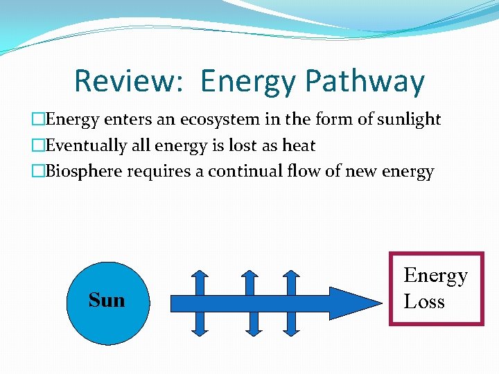 Review: Energy Pathway �Energy enters an ecosystem in the form of sunlight �Eventually all