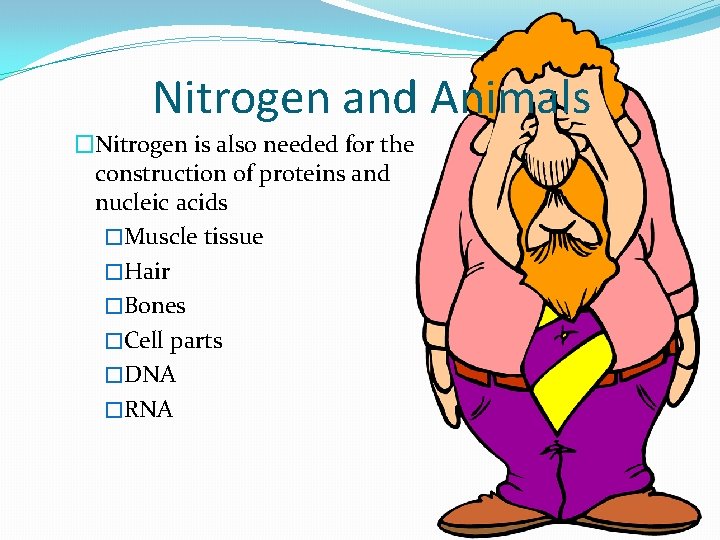 Nitrogen and Animals �Nitrogen is also needed for the construction of proteins and nucleic