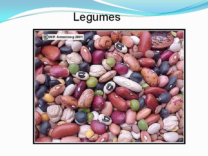 Legumes 