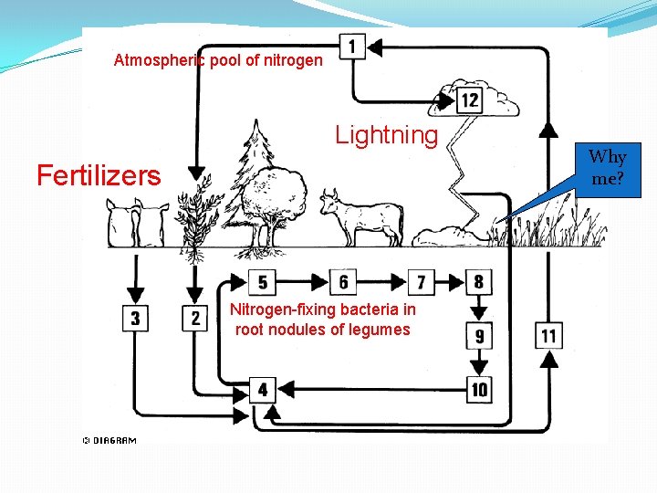 Atmospheric pool of nitrogen Lightning Fertilizers Nitrogen-fixing bacteria in root nodules of legumes Why