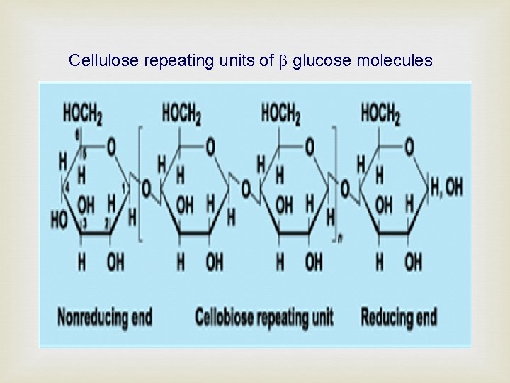 Cellulose repeating units of glucose molecules 